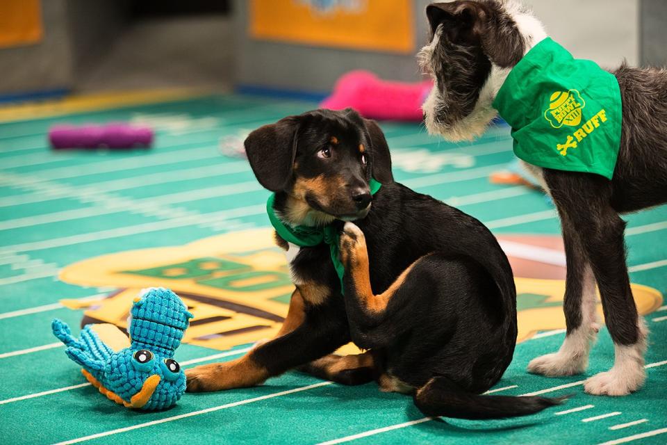 24 Insanely Cute Puppies Competing in This Year's Puppy Bowl