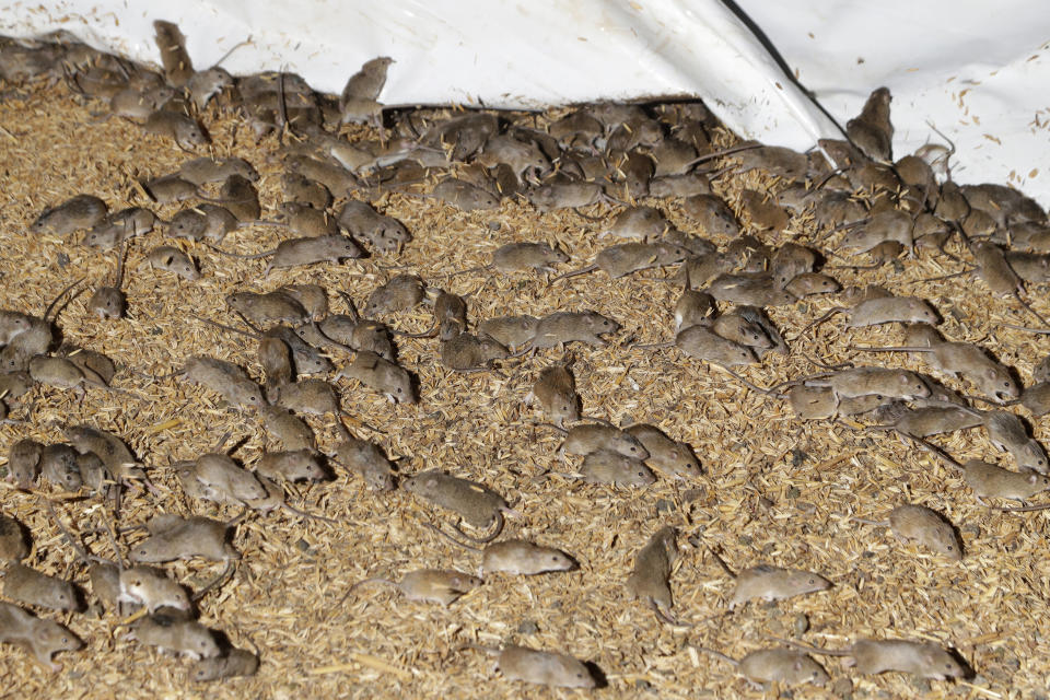 FILE - In this May 19, 2021, file photo, mice scurry around stored grain on a farm near Tottenham, Australia. A mouse plague that has ravaged vast swathes of eastern Australia has forced the evacuation of a prison while authorities repair gnawed electrical wiring and clear dead and decaying mice from wall cavities and ceilings, Corrective Services Commissioner Peter Severin said on Tuesday, June 22, 2021. (AP Photo/Rick Rycroft, File)