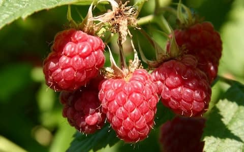 Raspberries - Credit: Picasa