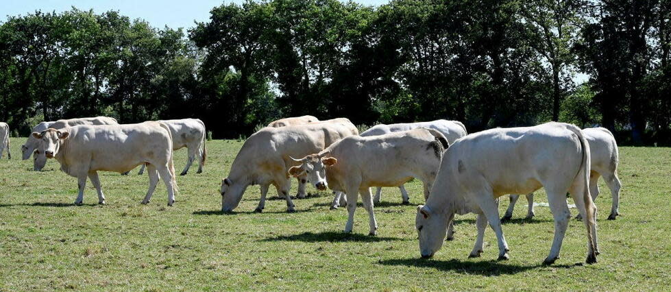 Un troupeau de vaches est en fugue depuis cet été (photo d'illustration).  - Credit:Vincent MOUCHEL / MAXPPP / PHOTOPQR/OUEST FRANCE/MAXPPP