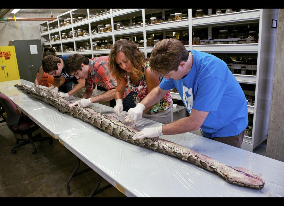In an Aug. 10, 2012 photo provided by the University of Florida, Florida Museum of Natural History researchers, from left, Rebecca Reichart, Leroy Nunez, Nicholas Coutu, Claudia Grant and Kenneth Krysko examine the internal anatomy of the largest Burmese python found in Florida to date, on the University of Florida campus. The 17-foot-7-inch snake weighed 164 pounds and carried 87 eggs in its oviducts, a state record. Following scientific investigation, the snake will be mounted for exhibition at the museum for about five years, and then returned for exhibition at Everglades National Park. (AP Photo/University of Florida, Kristen Grace)