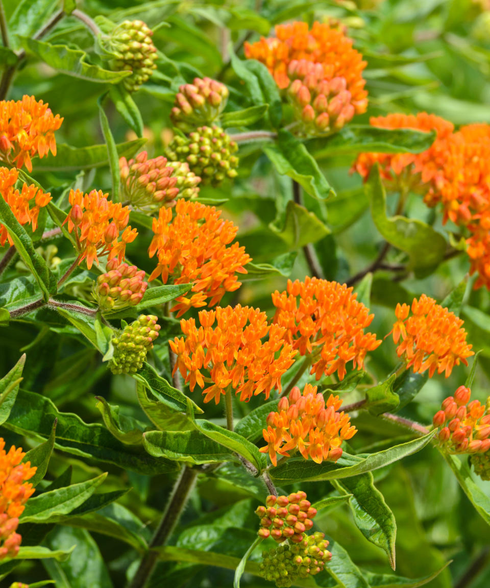 Orange butterfly milkweed flowers