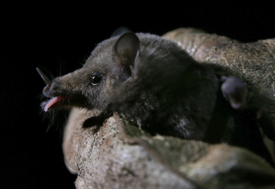 A Mexican long-tongued bat is examined by Mexico's National Autonomous University, UNAM, Ecology Institute biologist Rodrigo Medellin after it was briefly captured and released for a study at the university's botanical gardens in Mexico City, Tuesday, March 16, 2021. Once the tiny bat is freed from the net, one researcher rubs the bat's wings, back, nose and head with a small cube of gelatin, to pick up and preserve possible samples of pollen, to see what plants the bat has been visiting. (AP Photo/Marco Ugarte)