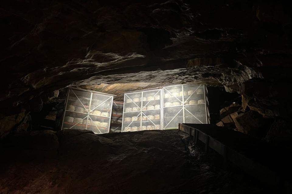 Cheddar aging in Gough's Cave