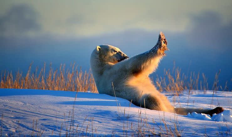 Les photos les plus drôles d’animaux