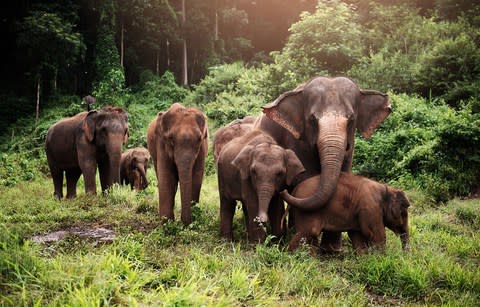 A herd of Asian elephants - Credit: Getty