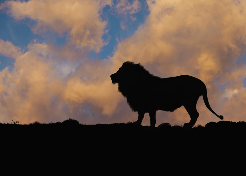 Silhouette of lion against blue sky and clouds