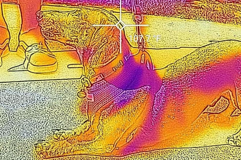 Thermal imaging captured dogs’ body heat in London (Picture: Bullitt Group)