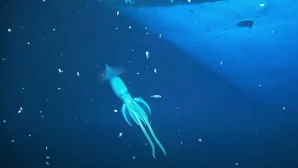 A mysterious giant squid swims in front of a shipwreck in the Red Sea.