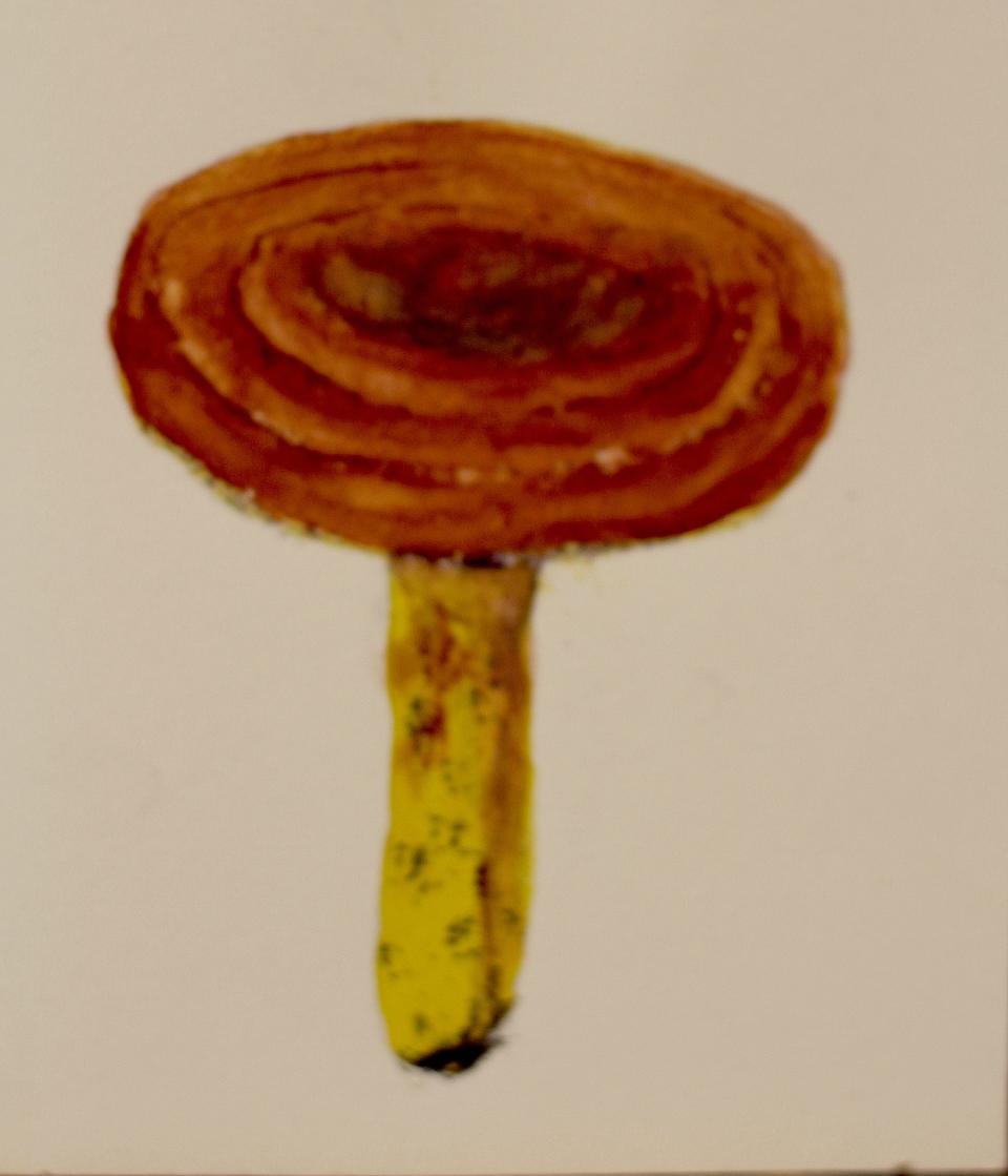 Lactarius mushroom