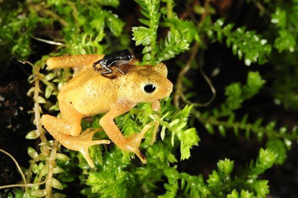 A diminutive Kihansi spray toad newborn rests on the back of an adult female.