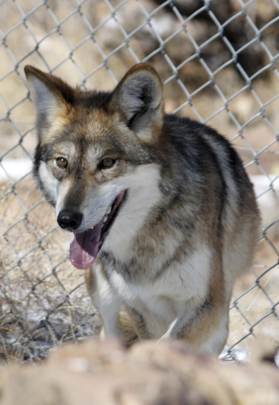 FILE - In this Dec. 7, 2011, file photo, a female Mexican gray wolf looks to avoid being captured for its annual vaccinations and medical check-up at the Sevilleta National Wildlife Refuge in central New Mexico. Wildlife managers have confirmed that a record number of Mexican gray wolves have been reported dead this year, fueling concerns about the decades-long effort to return the endangered predator to the American Southwest. Officials say five wolves were found dead in New Mexico in November alone, bringing the total for the year to 17. It also marks one of the deadliest months in the history of the reintroduction program. (AP Photo/Susan Montoya Bryan, File)