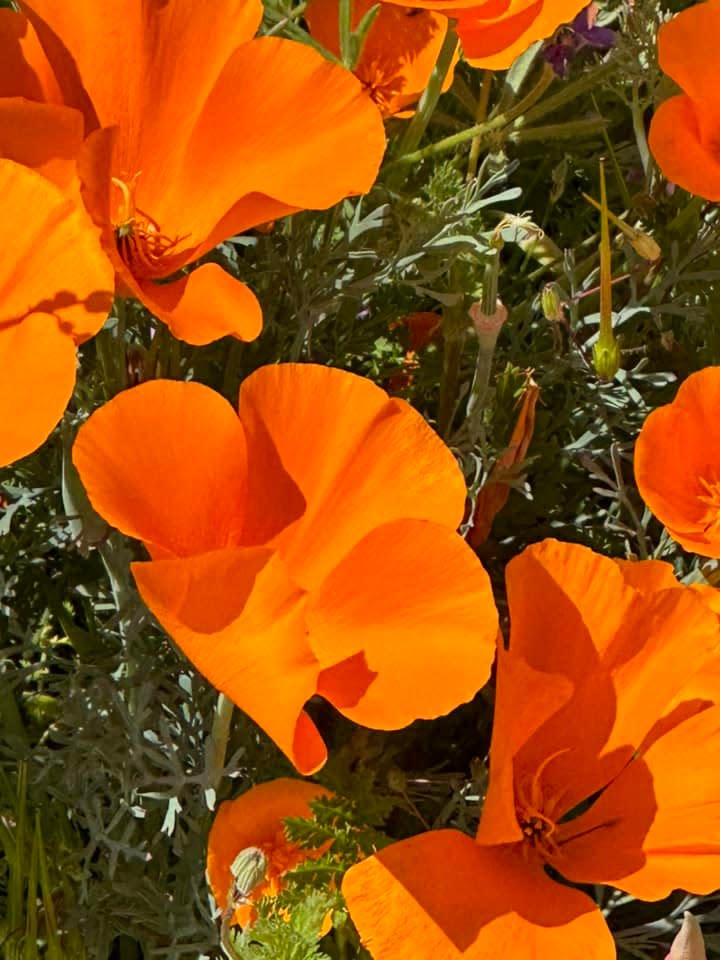 Donna Drover and her boyfriend, Russ, visited the area near the Antelope Valley Poppy Reserve near Lancaster, where they saw a sea of orange colored poppies.