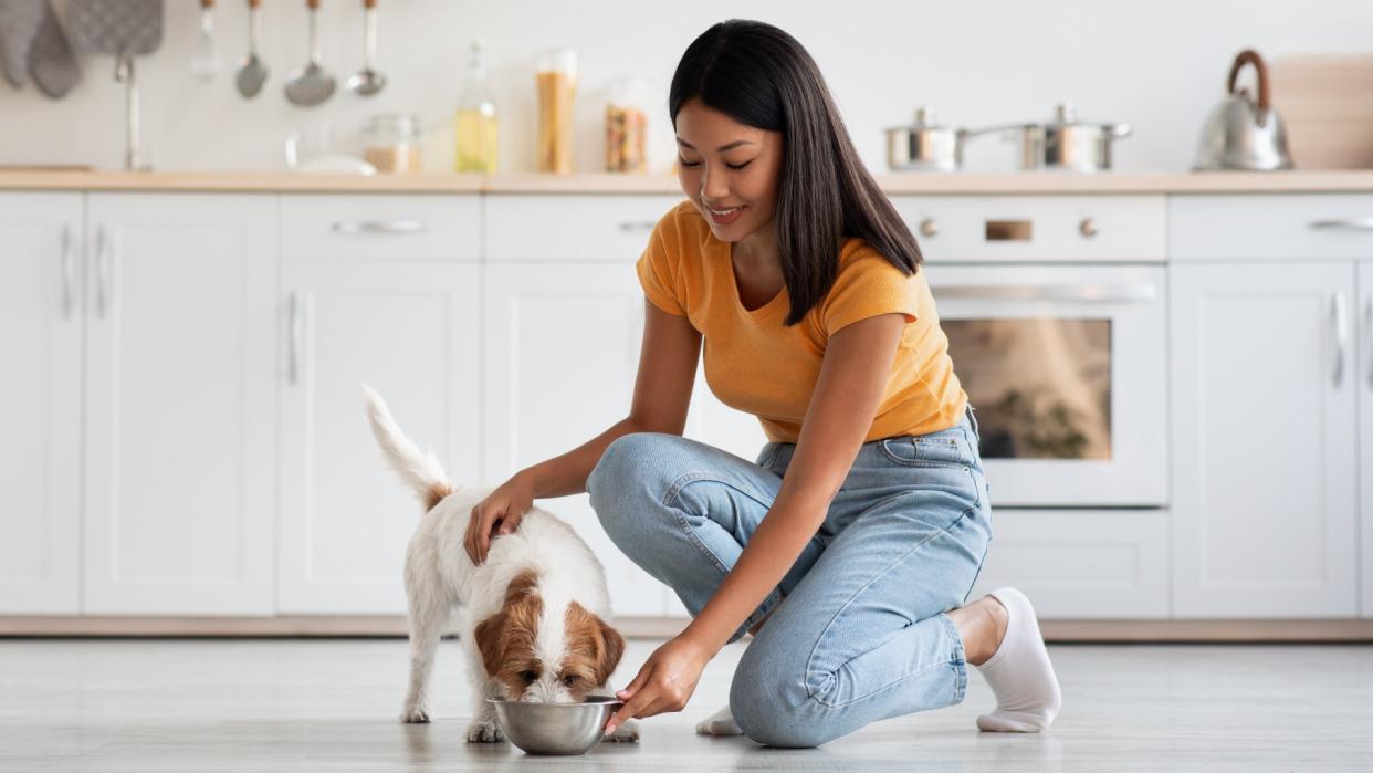  Woman feeding Jack Russell Terrier in the kitchen. 