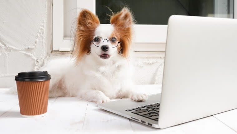 Dog Gets Office Job To Ease Separation Anxiety