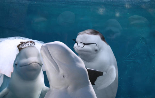 Beluga Memes