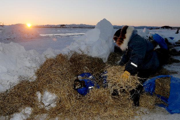 Iditarod musher Wade Marrs, from Wasilla, AK, puts straw down for his dogs at the Unalakleet checkpoint at sunrise during the 2014 Iditarod Trail Sled Dog Race on Sunday, March 9, 2014. (AP Photo/The Anchorage Daily News, Bob Hallinen)