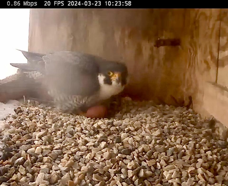 Ares, a male peregrine falcon, takes turns guarding the egg laid by his mate Astrid on Saturday, March 23, 2024 in a nest box on the Adirondack Bank Building in downtown Utica. Typically Astrid lays at least four eggs over the course of about a week.