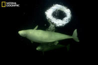 Une baleine Beluga dans l'Arctique <br><br>Toutes les photos sur <a href="http://ngm.nationalgeographic.com/your-shot/weekly-wrapper" rel="nofollow noopener" target="_blank" data-ylk="slk:nationalgeographic.com;elm:context_link;itc:0;sec:content-canvas" class="link ">nationalgeographic.com </a>