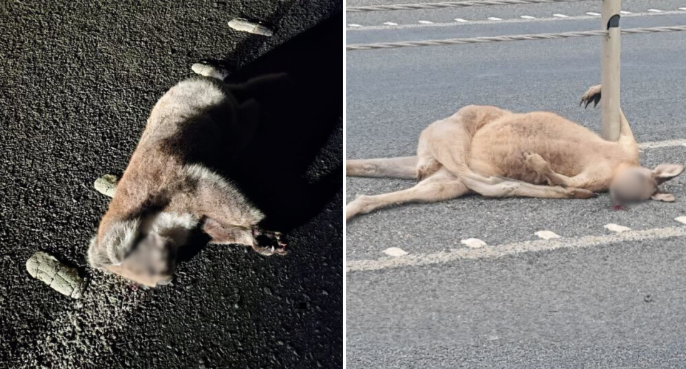 Left image is of the deceased Koala who was struck by a car on the white line. The right image shows a deceased Kangaroo hit by a car and tangled in the middle barrier.
