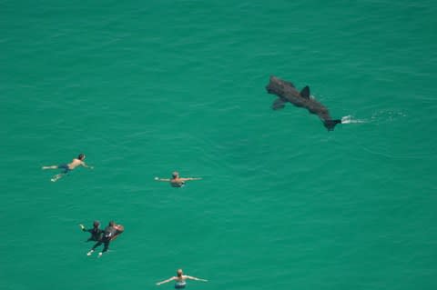Bathers swim with a basking shark in Cornwall - Credit: ISTOCK