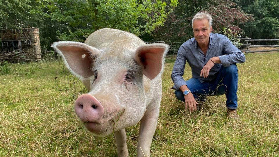 "Lustige, soziale und intelligente Tiere": In der Dokumentation von Judith Adlhoch und Eva-Maria Gfirter macht Deutsch-Amerikaner Hannes Jaenicke deutlich, wie weit entfernt die industrielle Haltung der Schweine von ihrem natürlichen Wesen entfernt ist. (Bild: ZDF / Markus Strobel)