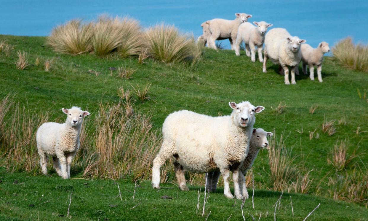 <span>New figures show New Zealand is on track to miss its 2050 net zero target, with scientists saying the government is too reliant on underdeveloped technologies.</span><span>Photograph: Geoff Marshall/Alamy</span>