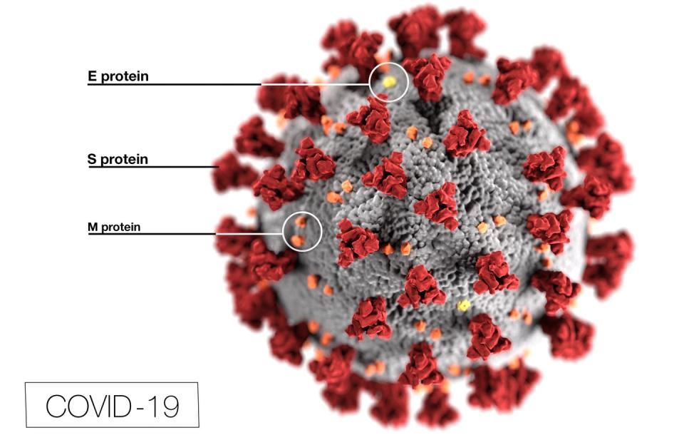 <span class="caption">A novel coronavirus, named severe acute respiratory syndrome coronavirus 2 (SARS-CoV-2), is covered in spike proteins (S) that allow it to infect human cells.</span> <span class="attribution"><a class="link " href="https://phil.cdc.gov/Details.aspx?pid=23313" rel="nofollow noopener" target="_blank" data-ylk="slk:CDC/Alissa Eckert, MS; Dan Higgins, MAMS;elm:context_link;itc:0;sec:content-canvas">CDC/Alissa Eckert, MS; Dan Higgins, MAMS</a></span>