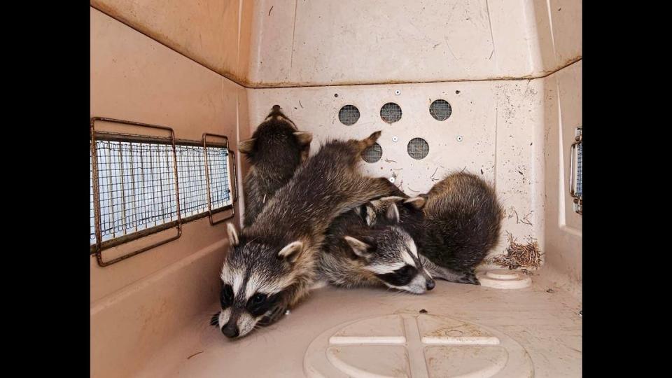 The four baby raccoons were hiding out “inside some cinder blocks,” officials said.