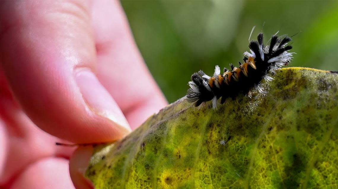 Emily Connor pulls a leaf back to expose a Swallowtail Caterpillar eating on Sept. 12 in West Alton. Connor warns that these furry caterpillars, although cute, should not be touch because they can sting you.