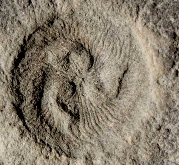 <em>Tribrachidium</em>, a bizarre sea creature that lived some 550 million years ago, is unlike any modern organism. New research suggests it fed on particles suspended in the water.