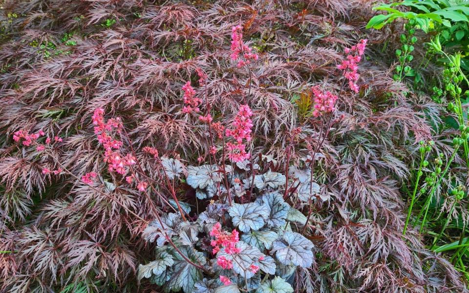 ‘Timeless Treasure’ combines silver-toned dark foliage and substantial strawberry pink bells on strong stems - Plantagogo