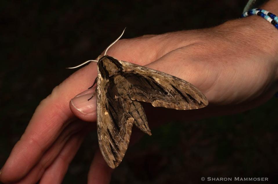 An Elm Sphinx moth crawls on a hand.