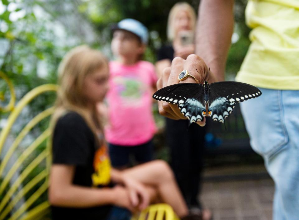 Carleigh March, an educator at the Florida Native Butterfly Society’s butterfly house in Fort Myers releases butterflies on Friday, July 28, 2023. The Florida Native Butterfly Society’s butterfly houses closed on Friday.