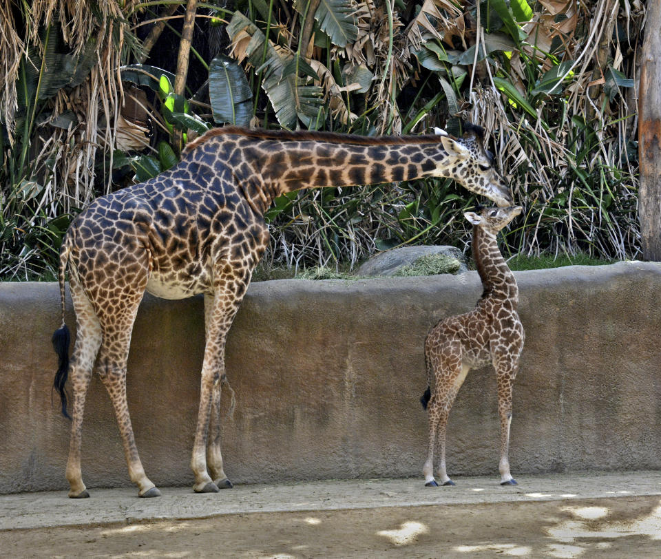 This Oct. 17, 2019 photo photo provided by the Los Angeles Zoo shows Masai giraffe, Hasina and her giraffe calf at their enclosure in the The Los Angeles Zoo. Hasina has died at the Los Angeles Zoo after undergoing a procedure to deliver her stillborn calf. The zoo says Hasina, a 12-year-old Masai giraffe, died unexpectedly Monday, March 1, 2021, after a team of 30 zoo staffers removed the full-term stillborn calf in a five-hour procedure that morning. (Tad Motoyama/The Los Angeles Zoo via AP)