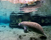 <p>Ever seen one of those viral videos of people swimming peacefully with sea cows? More than likely, it was shot in Crystal River, the only place in North America where you can legally swim with manatees. Located on the west coast about 90 minutes north of Tampa, Crystal River is especially popular during manatee season (November through March), and <a href="https://www.threesistersspringsvisitor.org/sisters" rel="nofollow noopener" target="_blank" data-ylk="slk:Three Sisters Springs" class="link ">Three Sisters Springs</a> is one of the best places to spot these gentle giants. </p> <p>The spring, which is so beautiful it seems otherworldly, is only accessible via private boat or kayak. <a href="https://getupandgokayaking.com/crystalriver/" rel="nofollow noopener" target="_blank" data-ylk="slk:Get Up And Go Kayaking Crystal River" class="link ">Get Up And Go Kayaking Crystal River</a> offers guided tours in clear kayaks so you can see it all, whether above the surface or below.</p>
