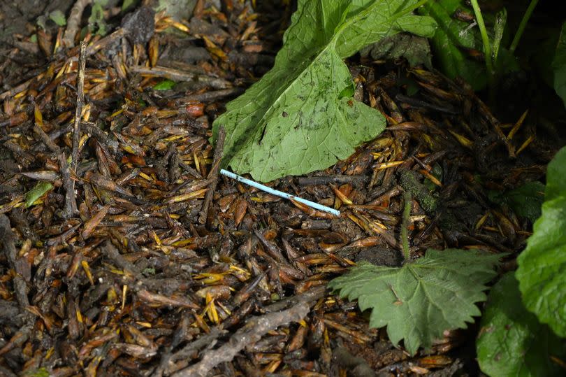 A cotton bud left behind after sewage discharge from Rye Meads Sewage Treatment Works, near Hoddesdon