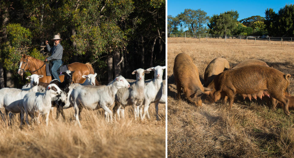 A farmer on a horse with sheep (left) and a group of pigs (right)