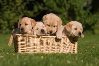 <p>Play with Puppies - People on <a rel="nofollow noopener" href="https://www.airtasker.com/tasks/pick-up-2-puppies-from-the-airport-play-7813588/" target="_blank" data-ylk="slk:Airtasker;elm:context_link;itc:0;sec:content-canvas" class="link ">Airtasker</a> have been known to lend out their puppies for the day.</p>