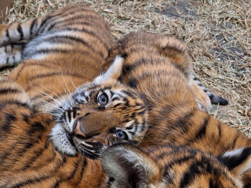 "Twelve-week-old Malayan tiger cub Mina and her brother and sister, Machli and Beppy, cuddle at the Jacksonville Zoo and Gardens.