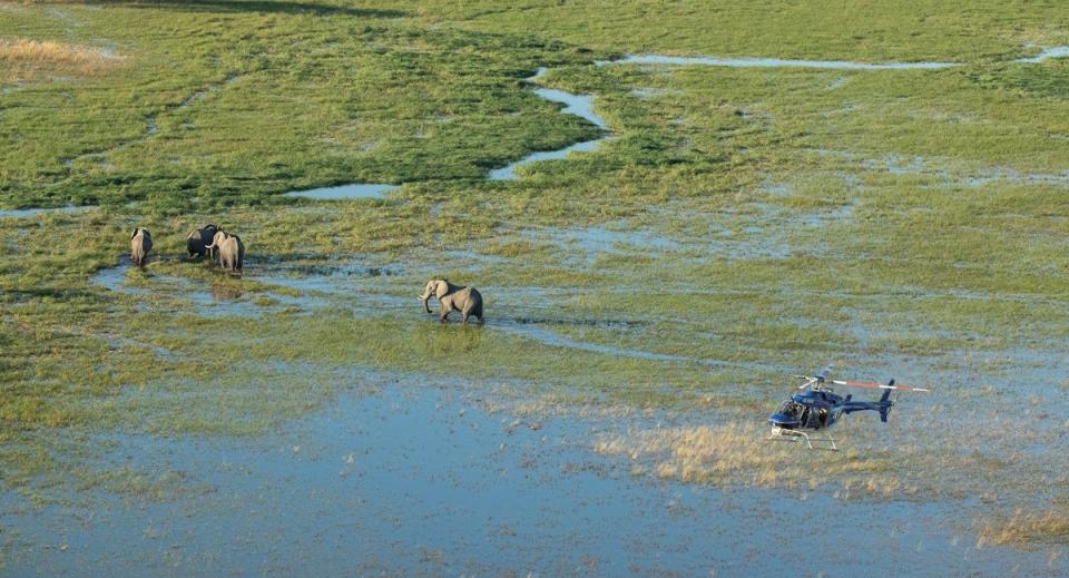 Spot elephants by helicopter on safari in Botswana (Helicopter Horizons)