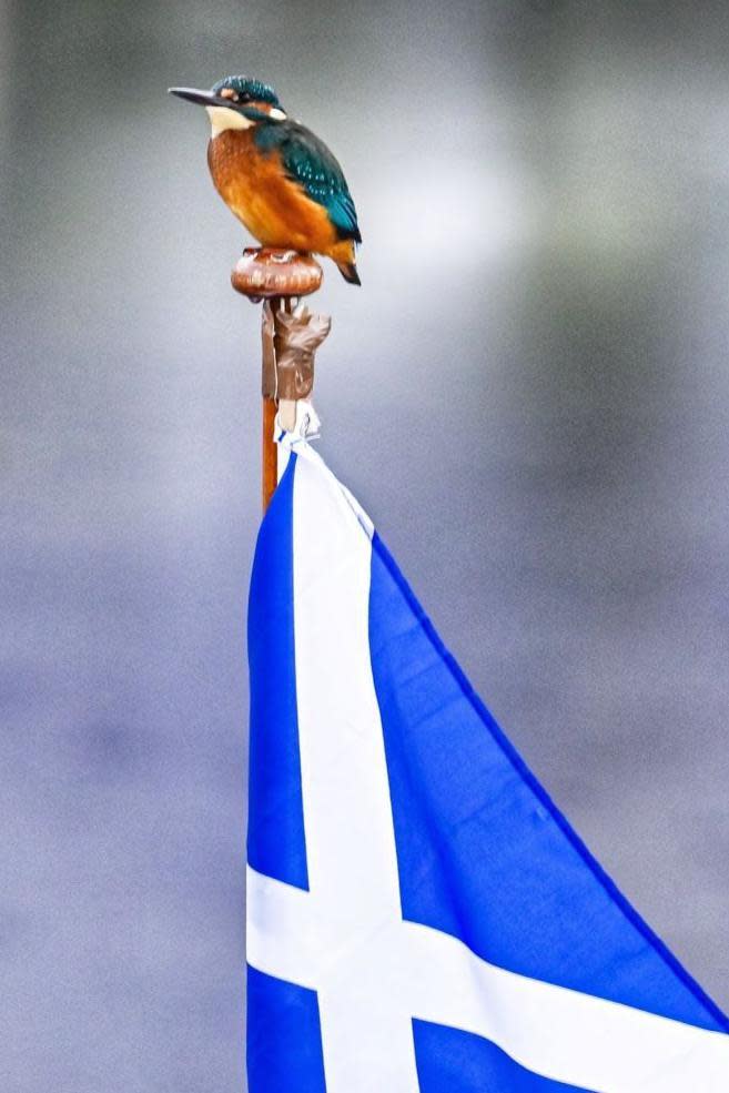 Kingfisher and Saltire