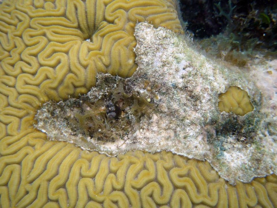 A sea snail is situated in brain coral off the Florida Keys. The Field Museum