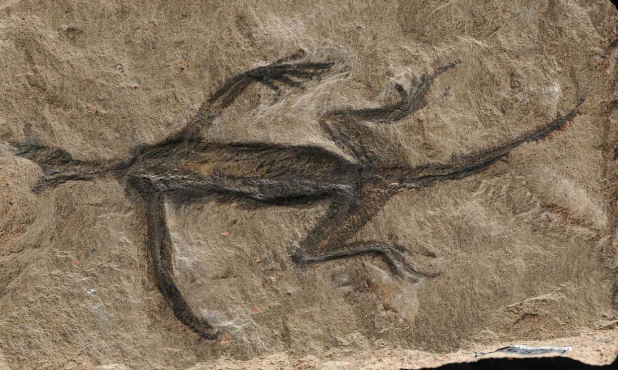 <span>Palaeontologists thought the specimen was a 280m-year-old <em>Tridentinosaurus antiquus.</em></span><span>Photograph: Dr Valentina Rossi/University College Cork/PA</span>