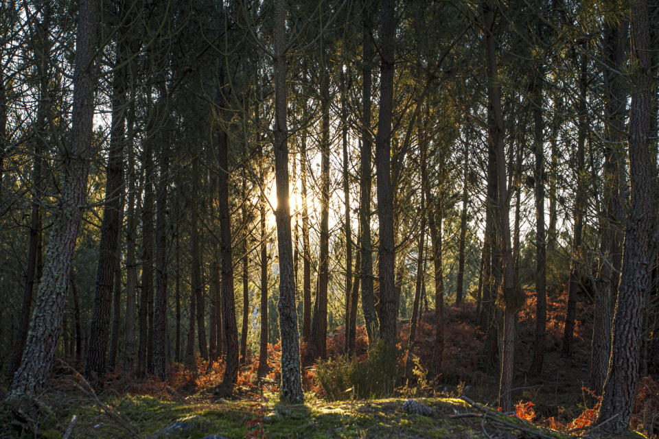 the sun shining in a forest