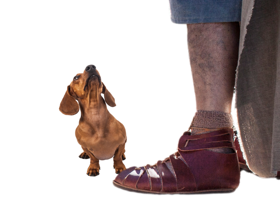 A size comparison of the “lap dog” next to a person.