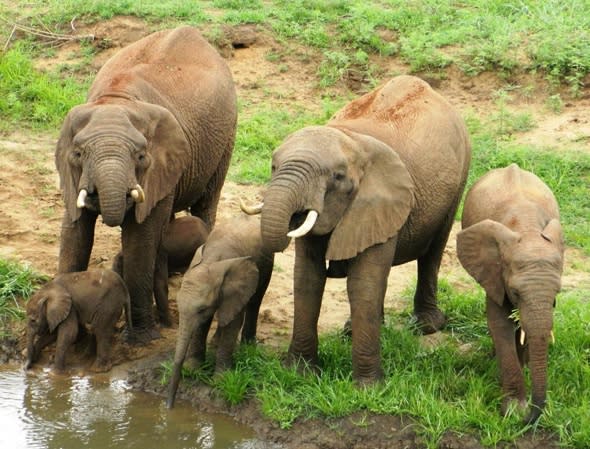 Incredibly rare (and cute) baby elephant twins born in South Africa