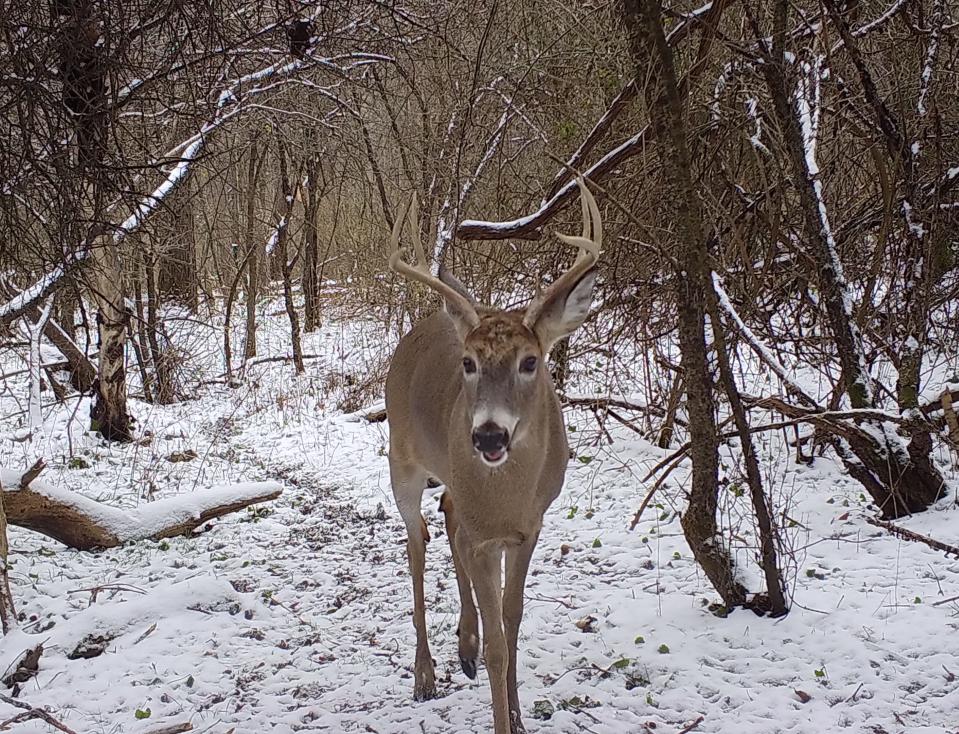 A seven point buck in early December.