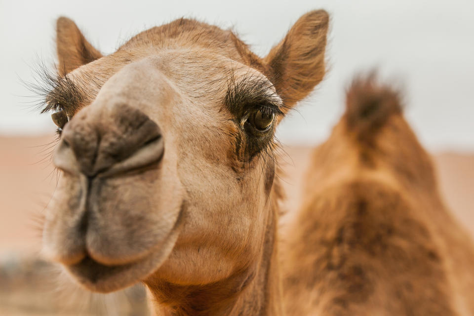 Farmer with camels at a camel ranch in the Liwa Desert, Abu Dhabi, U.A.E.