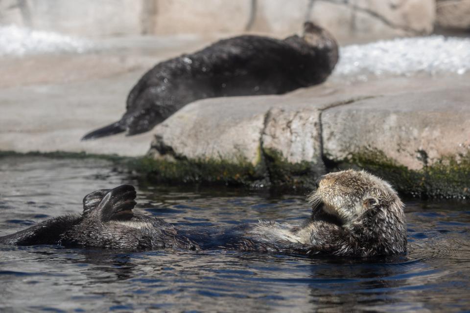 Sea otters frolic at the Monterey Bay Aquarium enclosure on Sept. 19, 2019.